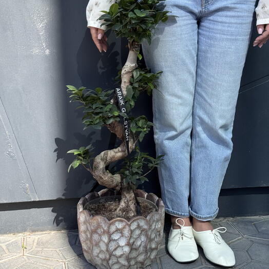Bonsái Ficus Ginseng talla L