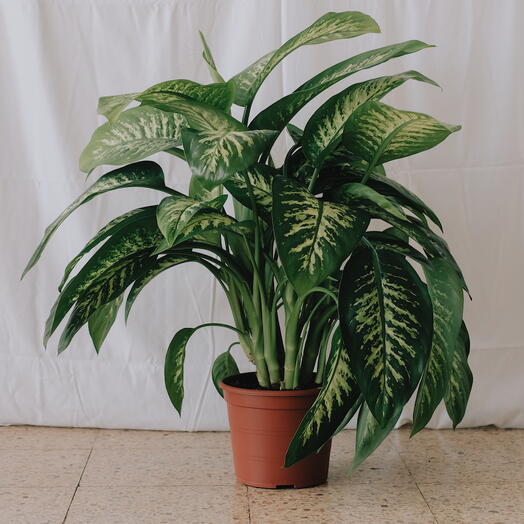 Dieffenbachia