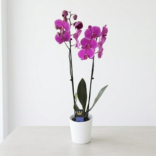 Calatrava Orquidea(los tonos rosado pueden variar)