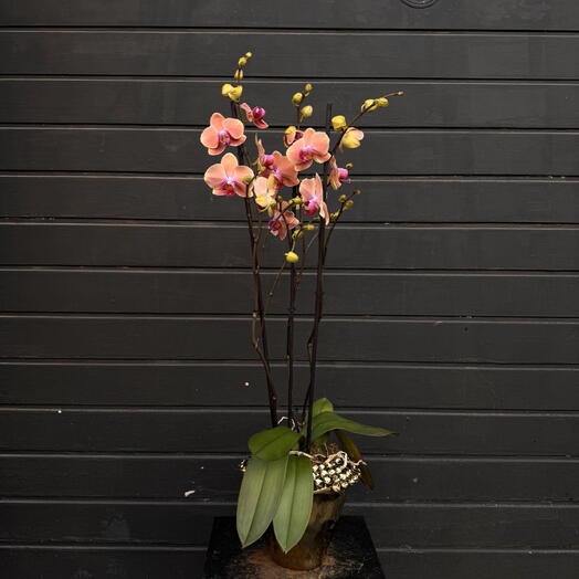Orchidea Phalaenopsis Dorada con maceta