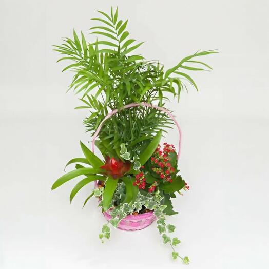 Cesta de Plantas naturales