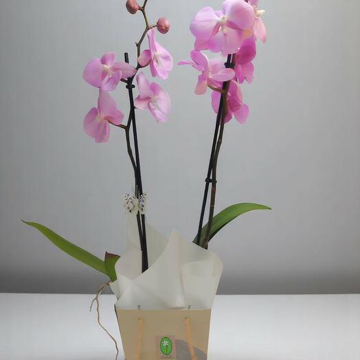 Лиловая орхидея