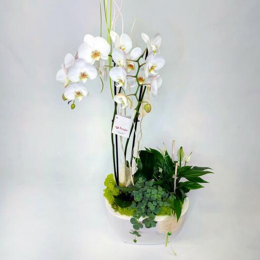 Plant arrangement with white orchid