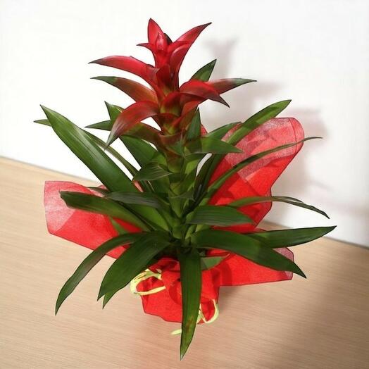 Bromelia con Base de Ceramica