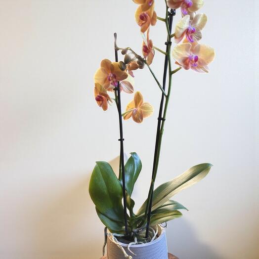 Orquidea Phalaenopsis Salmon