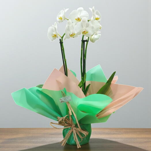 Orquidea Phalaenopsis Blanca