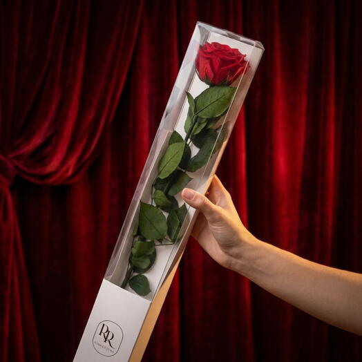 Rosa Preservada 55cm