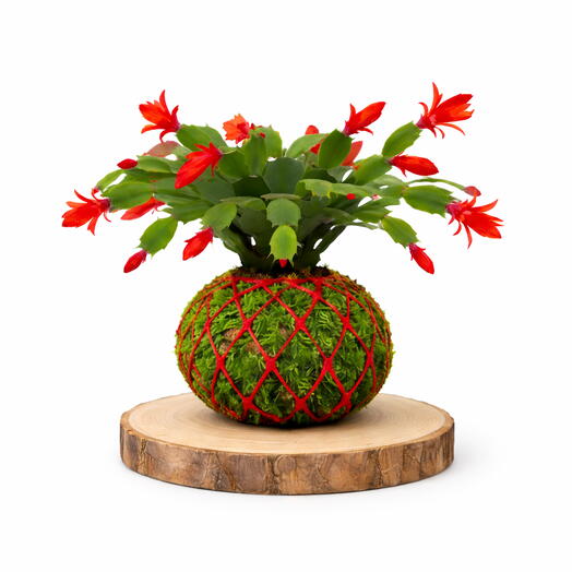 Kokedama Cactus de Navidad