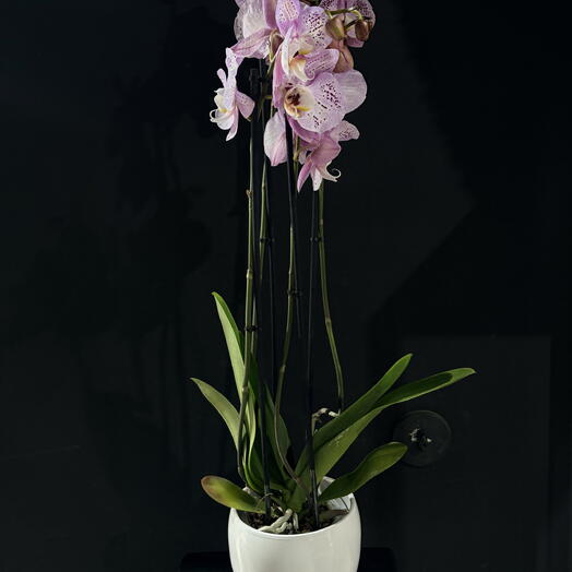 Orquidea con maceta blanca