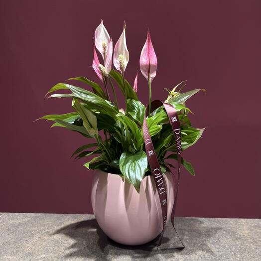 Spathiphyllum