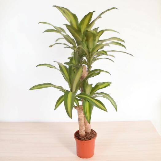 Dracaena Massangeana 2 Troncos – Planta Verde Decorativa para Interior