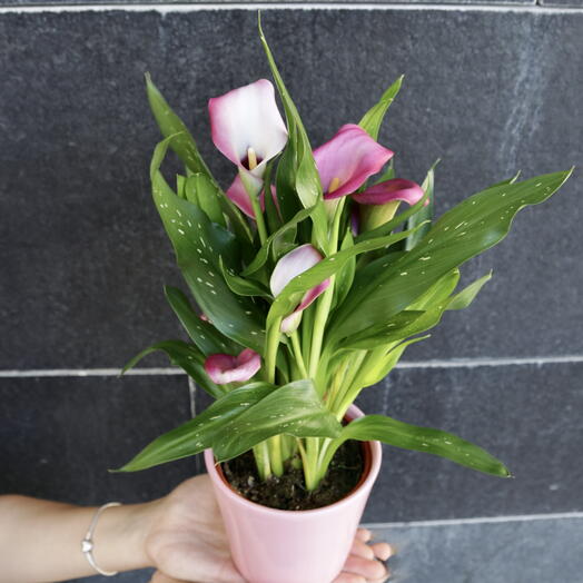 Cala Rosa ARAIK GALSTYAN