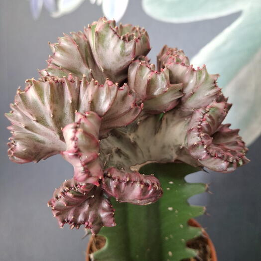 Euphorbia lactea