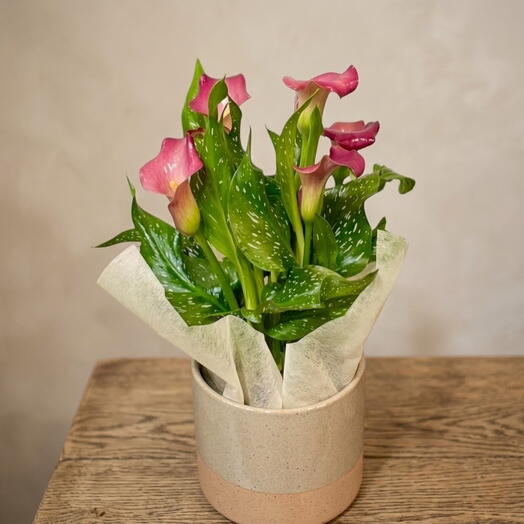 Plante de Callas Roses avec Pot en Céramique – Élégance naturelle pour ton foyer