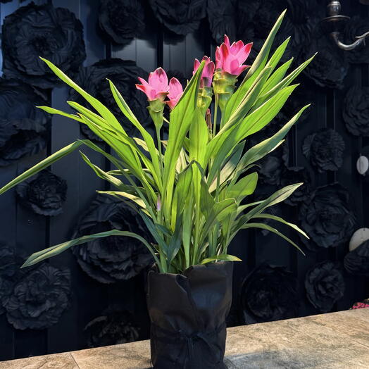 Cúrcuma Tropical de ARAIK GALSTYAN