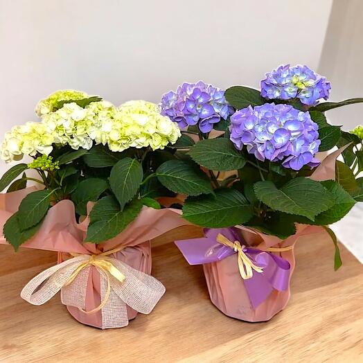 Гортензии в декоративном горшке