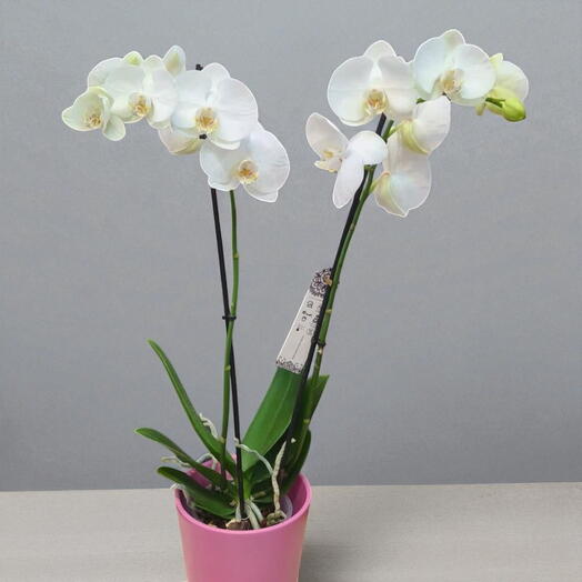 Orquidea Blanca con Macetero Rosa