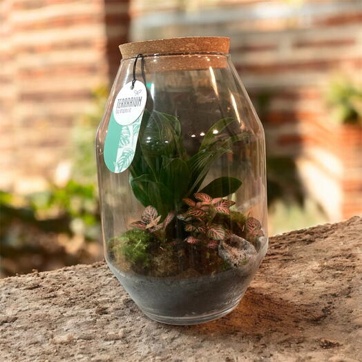 Terrarium natural