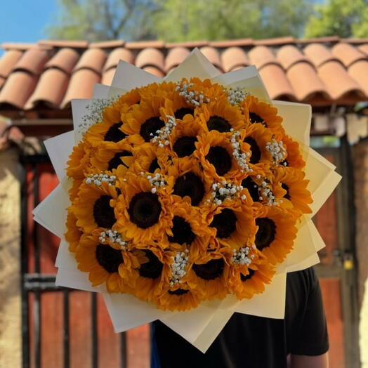 50 girasoles