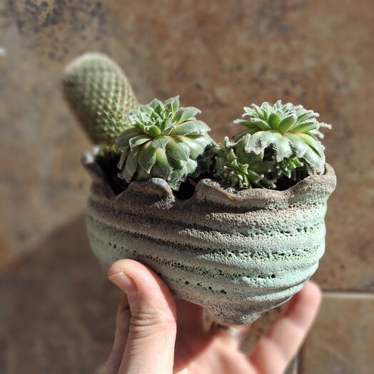 Maceta ceramica turquesa con composicion de cactus