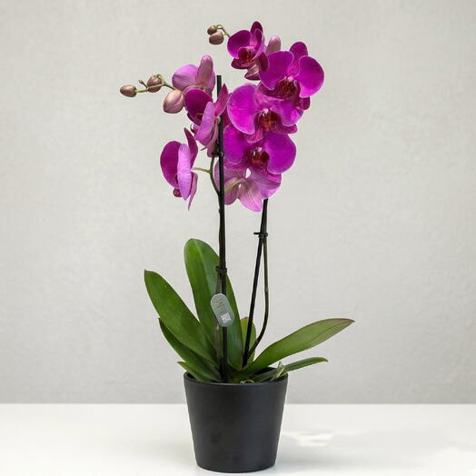 Orquidea morada