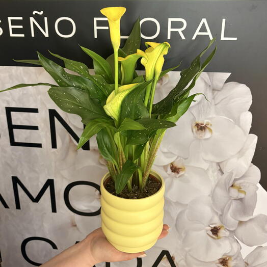 Yellow Calla Lily with Pot