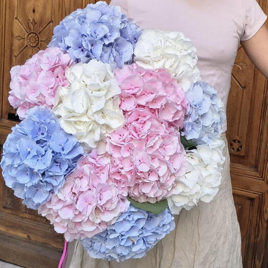 XXL Hydrangeas