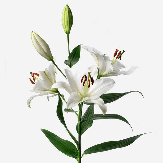 10 tallos de liliums