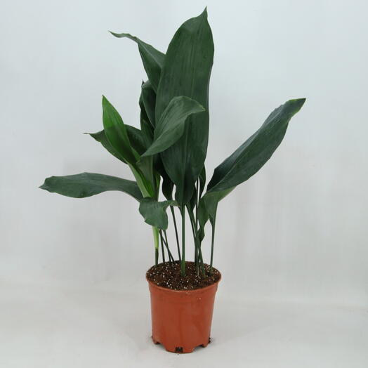 Aspidistra
