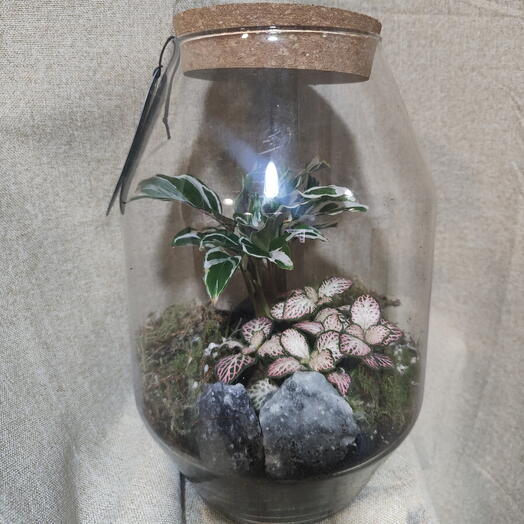 Terradium cristal plantas