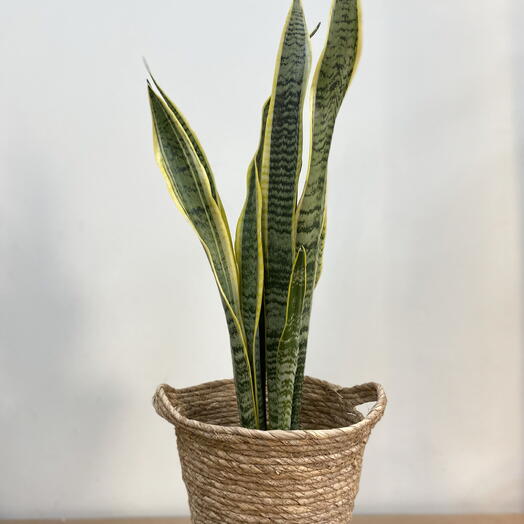 Сансевієрія з ротанговим горщиком