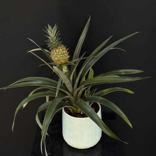 Pina decorativa en maceta