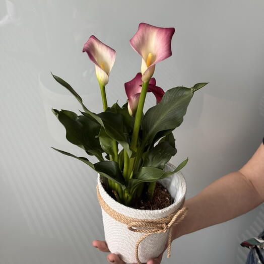 Calla Lily Mini en maceta