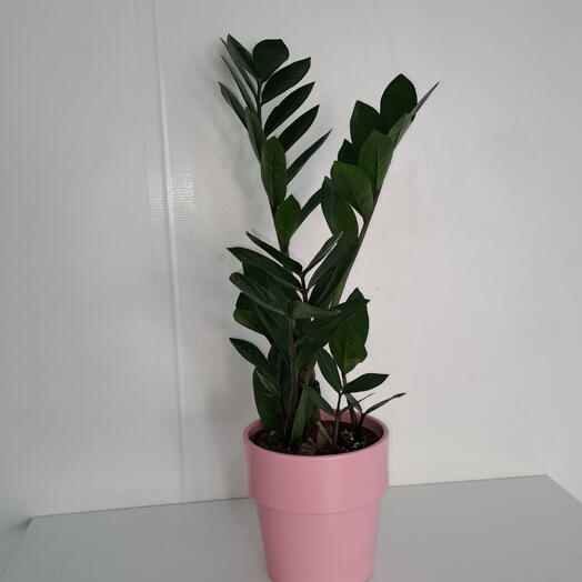 Zamioculca