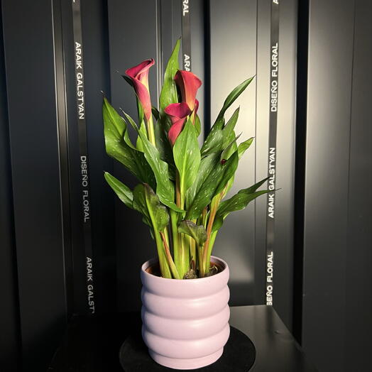 Calas granates en maceta rosa