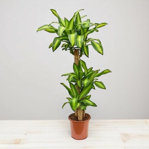 Dracaena Massangeana 3 Troncos – Planta Decorativa Resistente para Interior