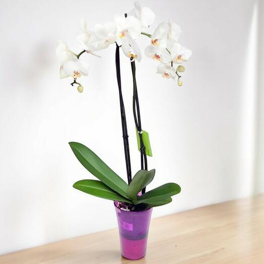 Orquidea Blanca Phalaenopsis 2 Varas – Elegancia Natural para Regalo