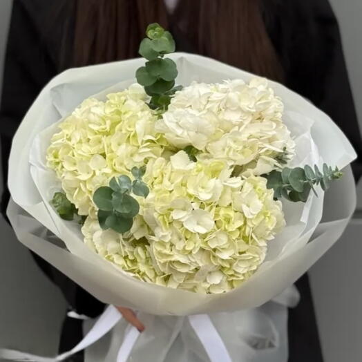 3 hortensias blancas