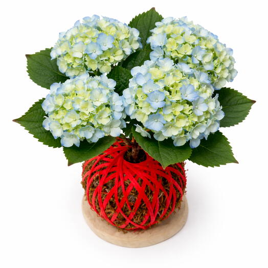 Planta hortensia - Kokedama Hortensia