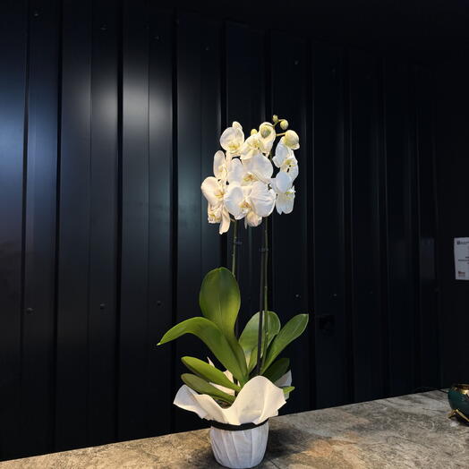 Orquidea Phalaenopsis blanca de ARAIK GALSTYAN