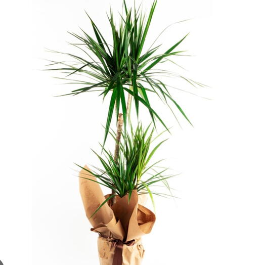 Dracaena marginata 2 stems