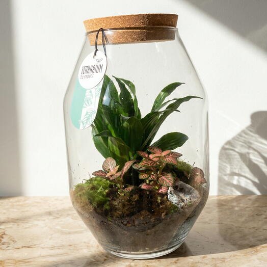 Terrario Natural Cerrado – Ecosistema de Vidrio para Interior con Plantas Vivas