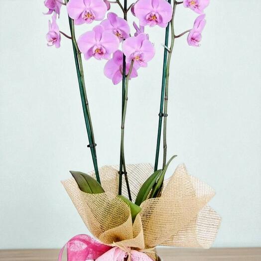 Orquidea rosa mas macetero