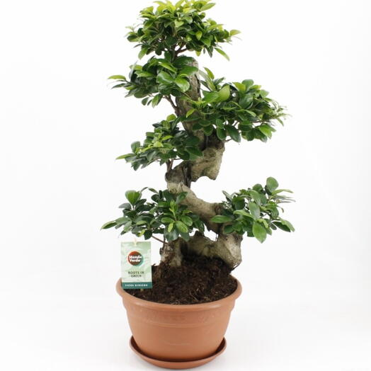 Ficus Ginseng