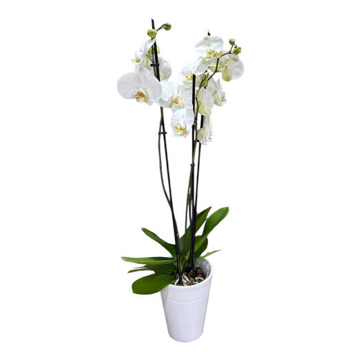 Orquidea Blanca