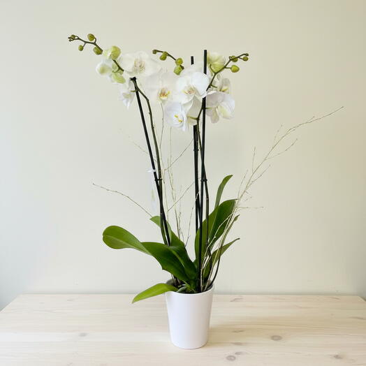 Orquidea phalaenopsis blanca en maceta elegante