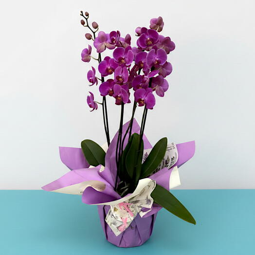 Orquidea Imperial en Tono Violeta