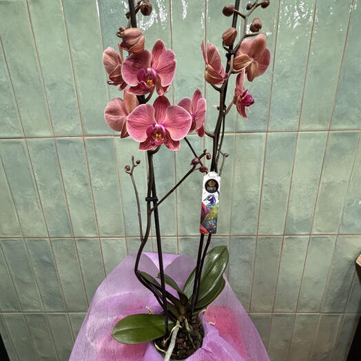 Orquidea Phlaenopsis