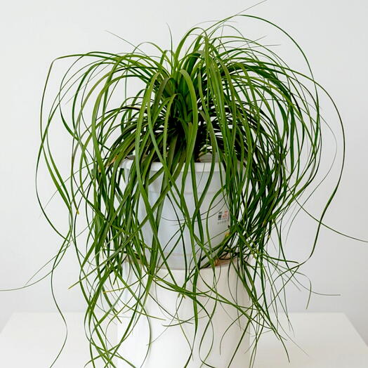 Planta de interior Nolina