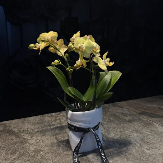 Phalaenopsis mini amarilla